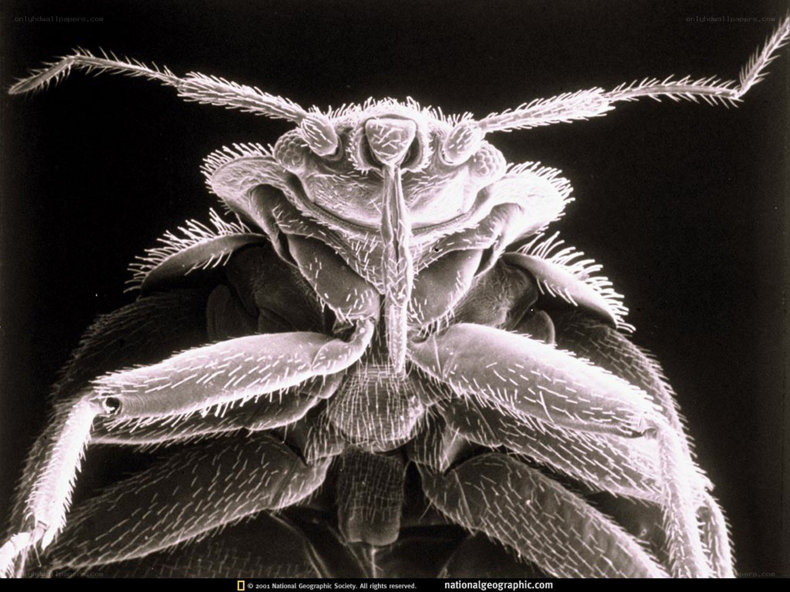 Close-up of a bed bug