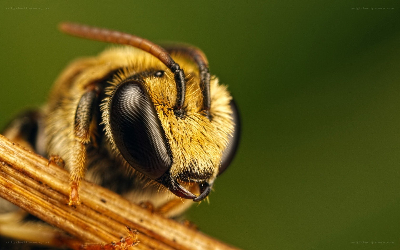Close-up of a bee