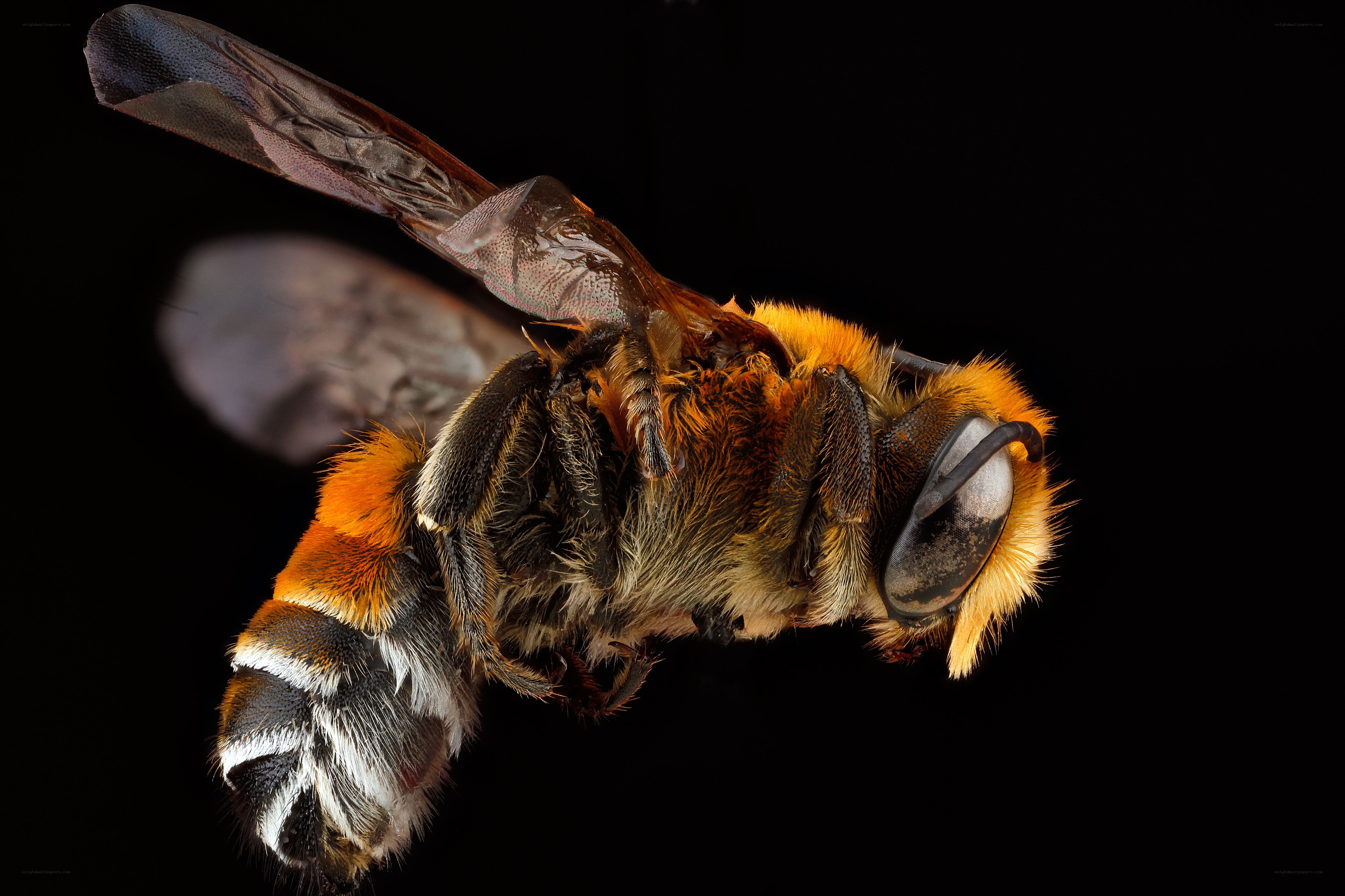 close-up of a bee