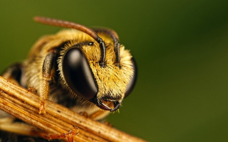 close-up of a bee