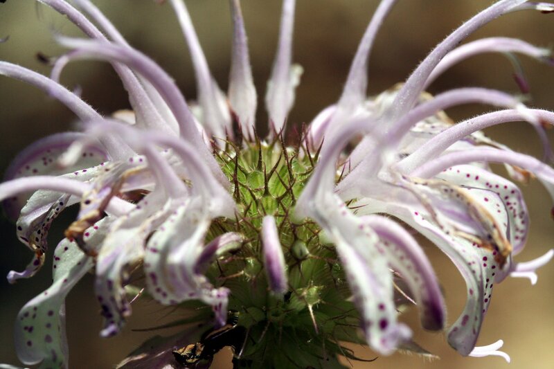 close-up of a bee balm flower