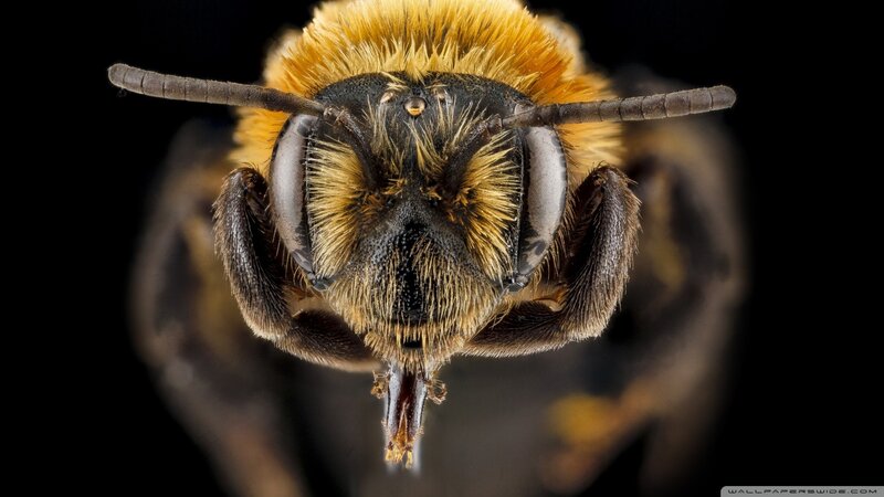 Close-up of a Bee — Black