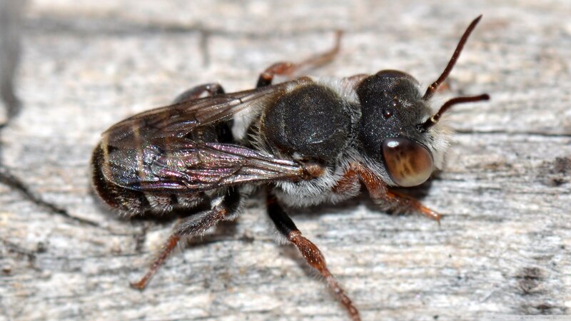 Close-up of a Bee — Brown