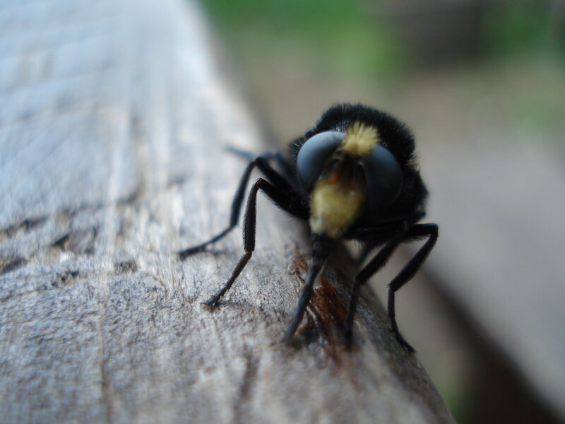 close-up of a bee on wood