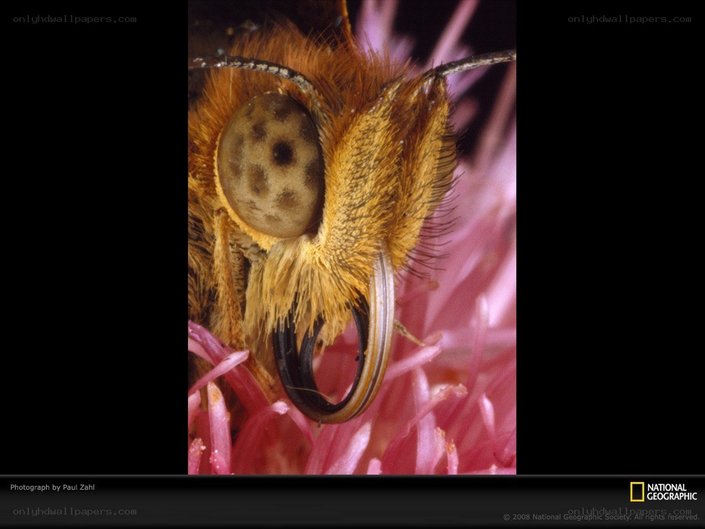Close-up of a bee's eye