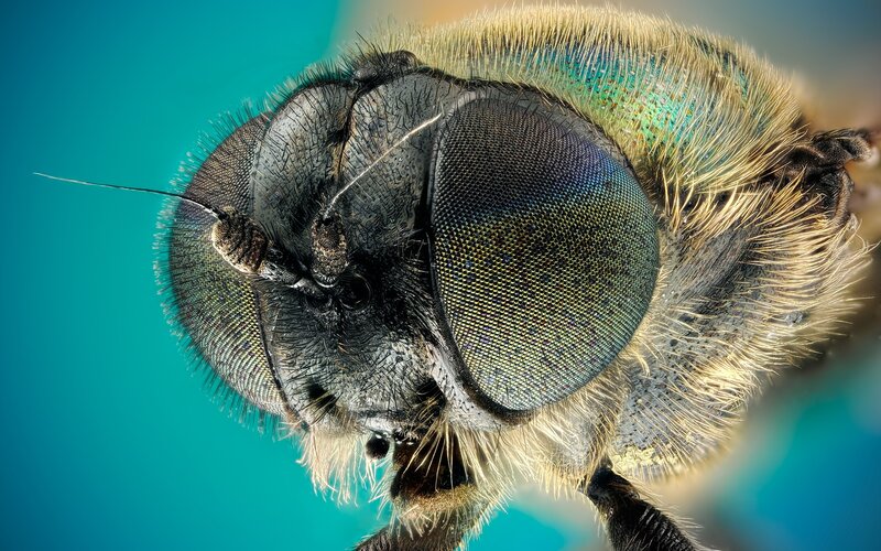 close-up of a bee's head