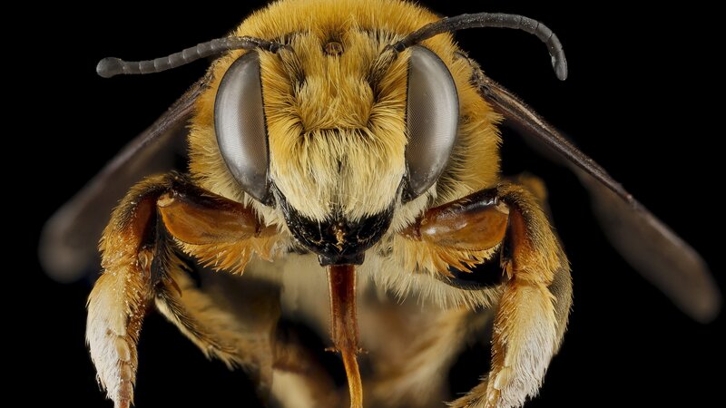 Close-up of a Bee — Yellow, Dramatic