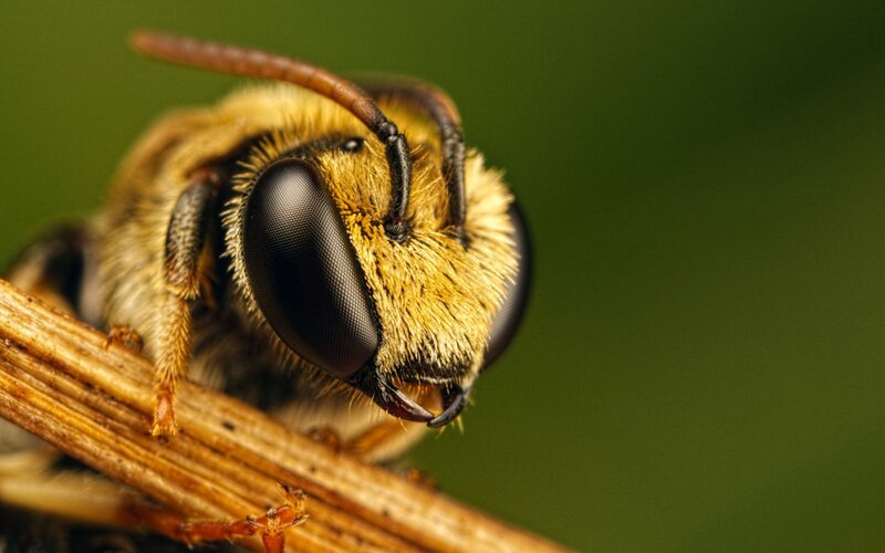 Close-up of a Bee — Yellow