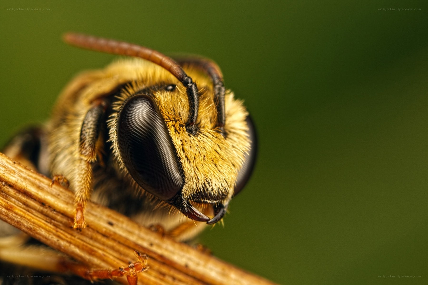 Close-up of a bee