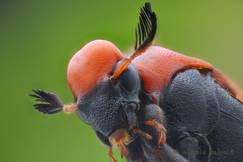 close-up of a beetle