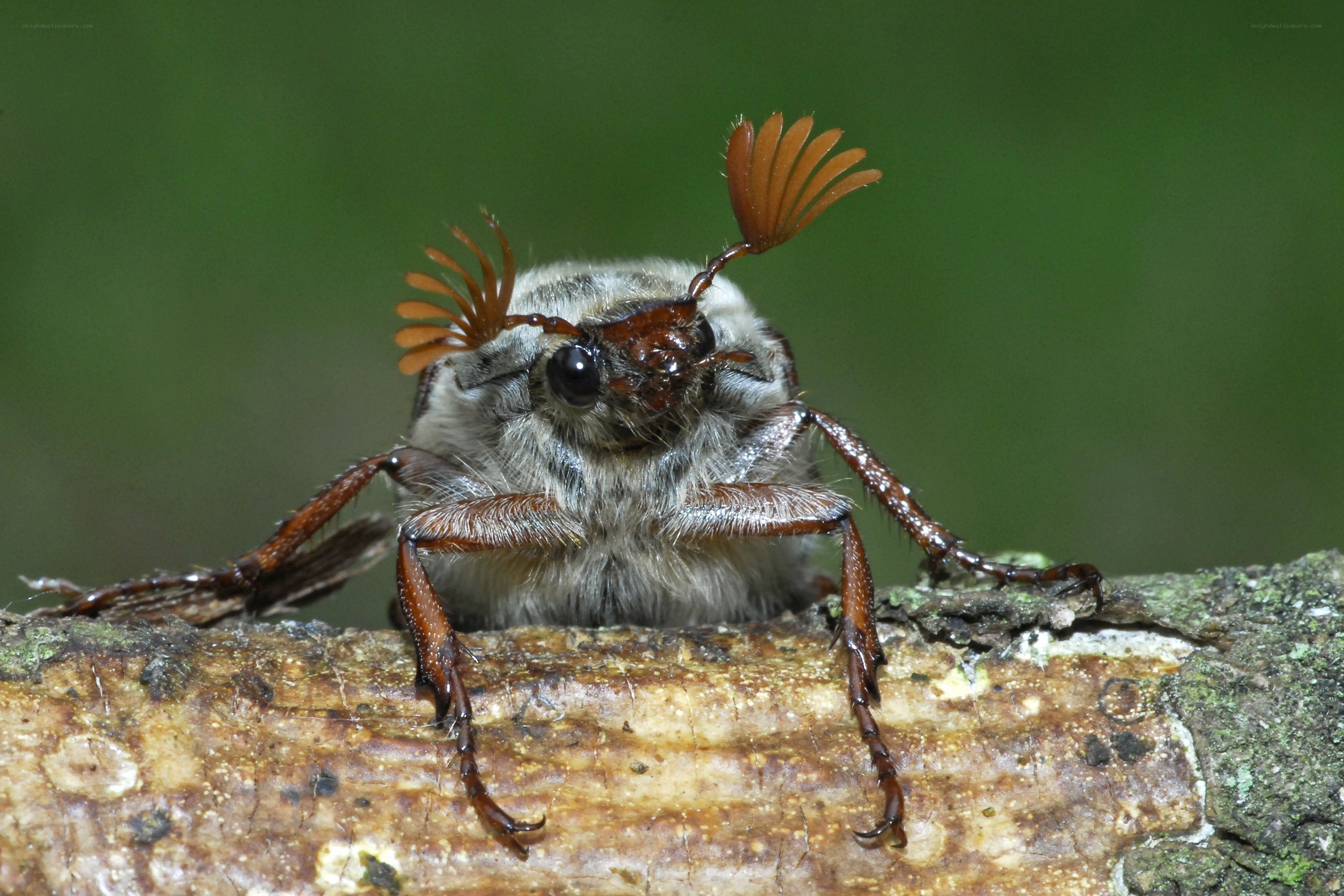 close-up of a beetle