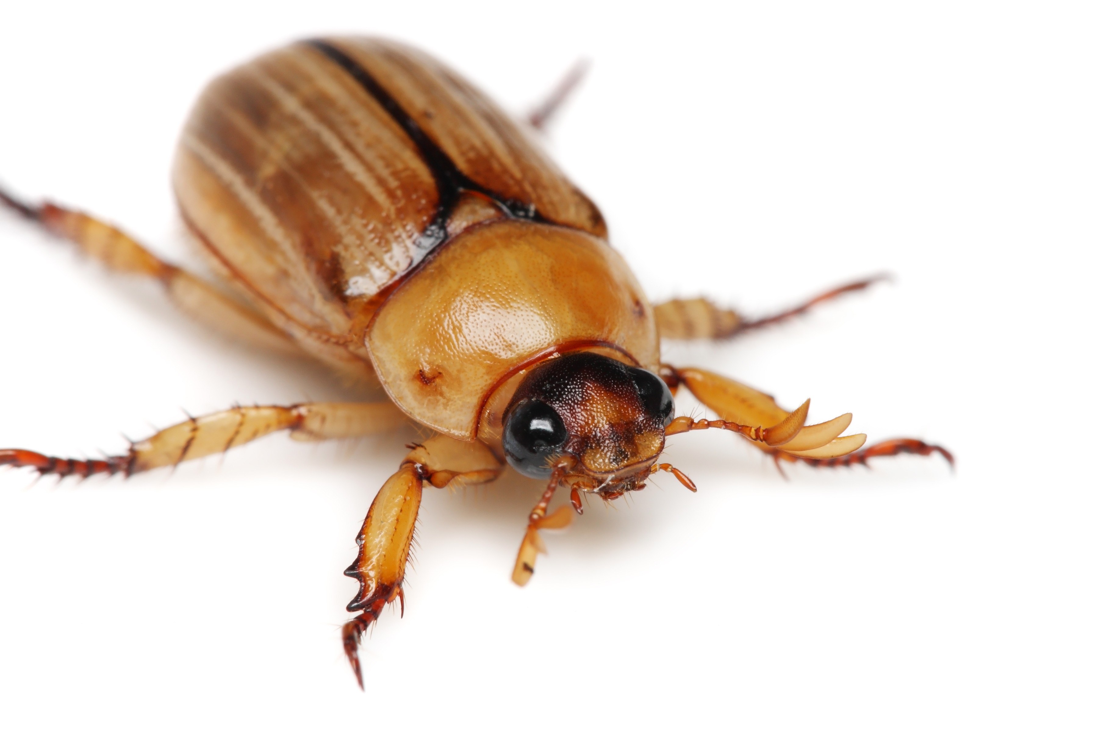close-up of a beetle