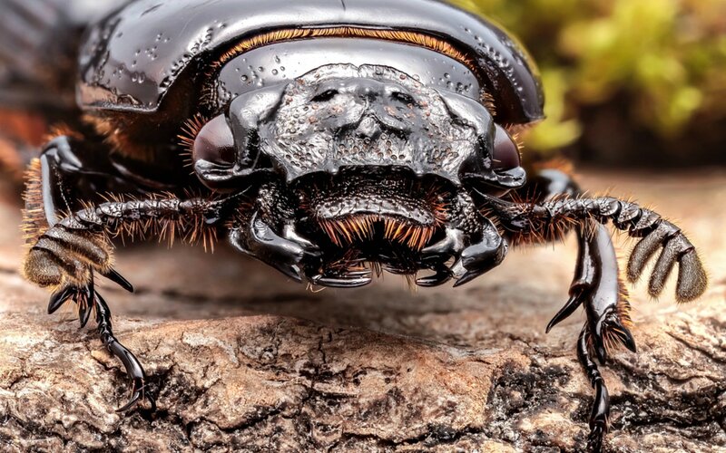 Close-up of a Beetle — Black