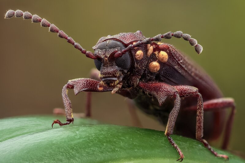 Close-up of a Beetle — Green