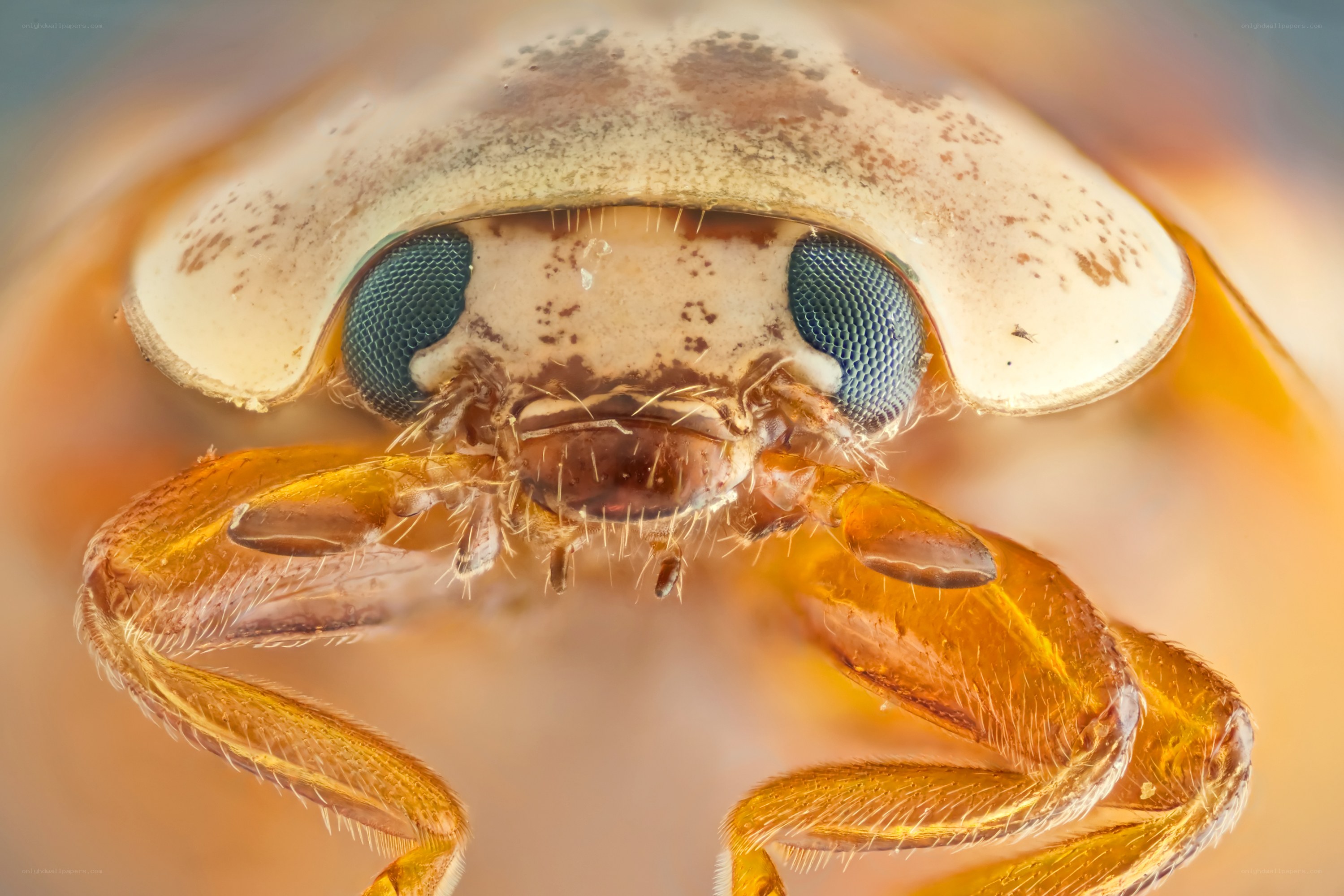 close-up of a beetle's face