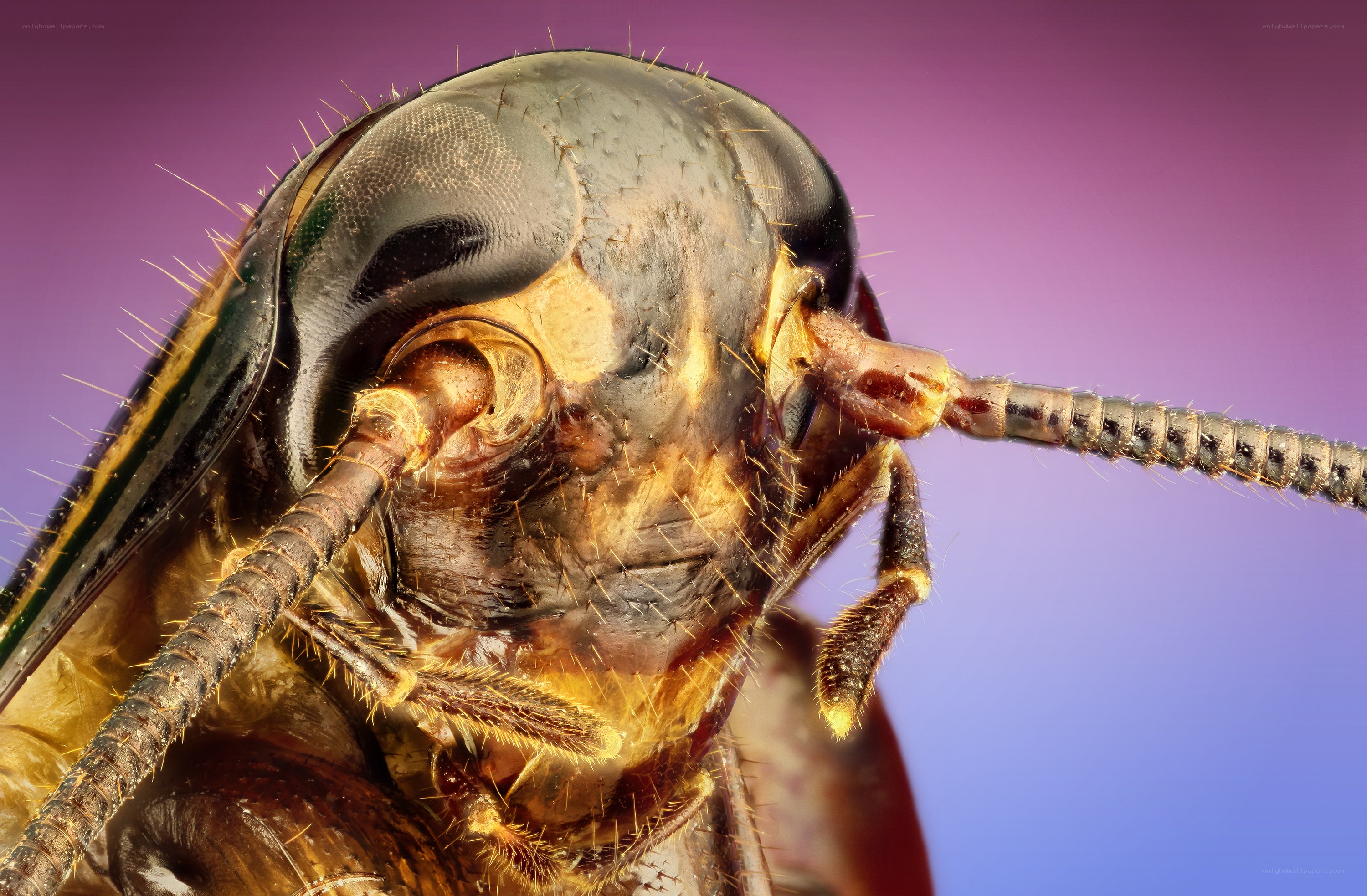 close-up of a beetle's head