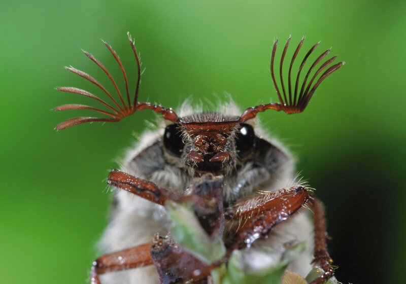 close-up of a beetle