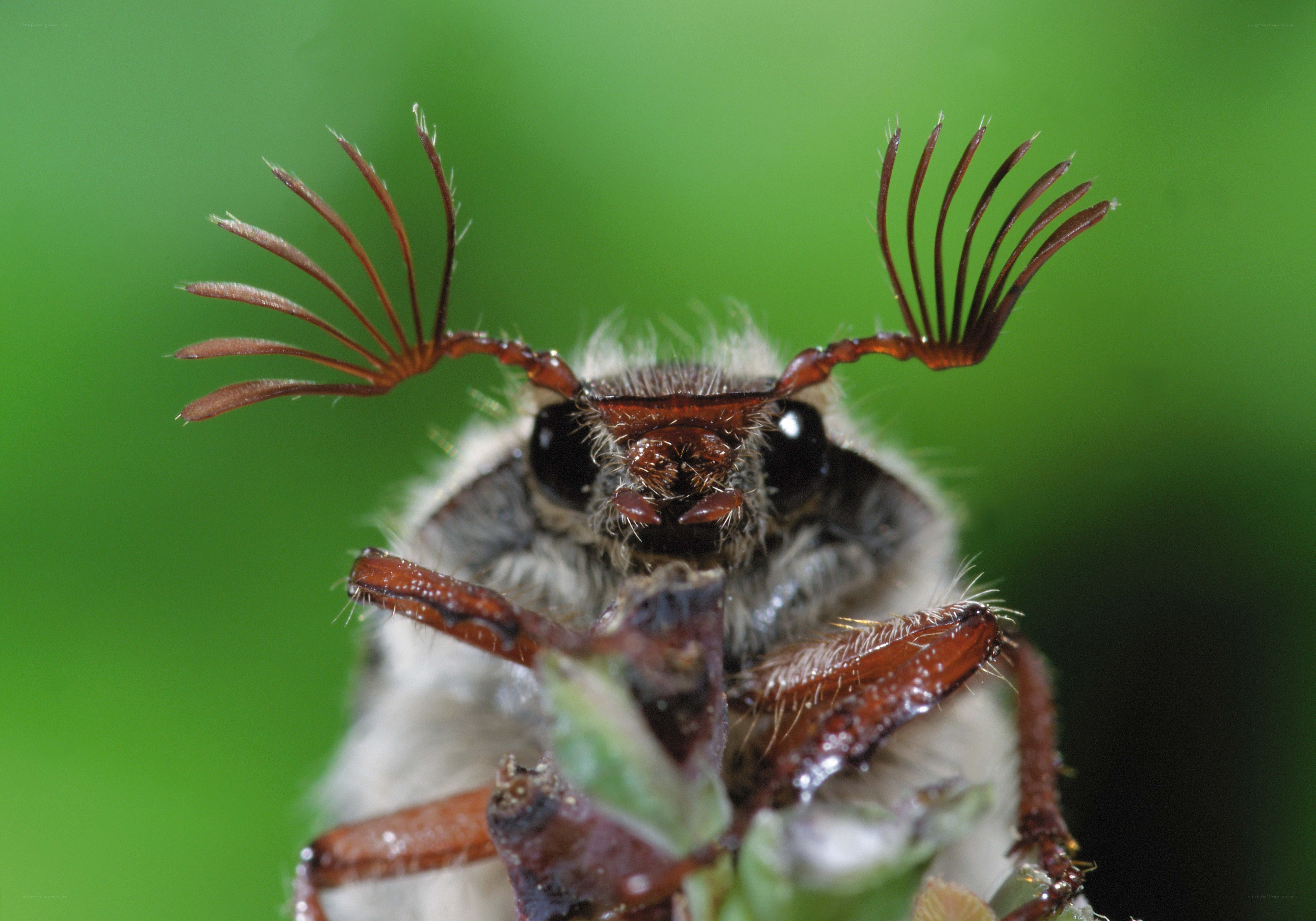 close-up of a beetle