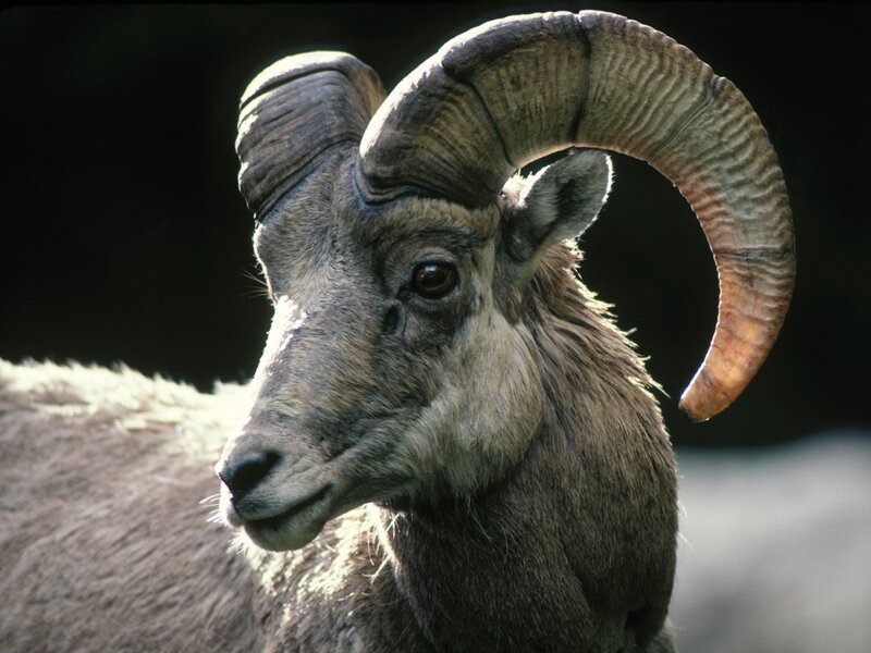 Close-up of a bighorn sheep