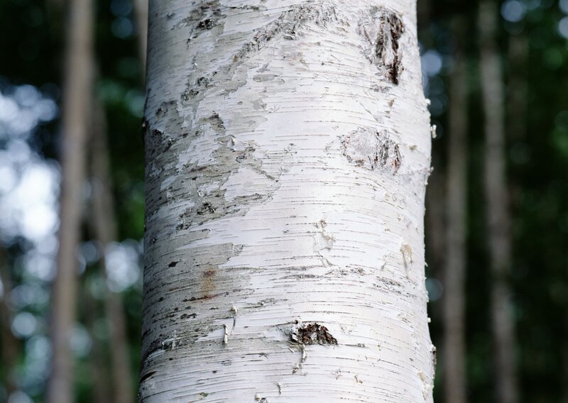 Close-up of a birch tree trunk