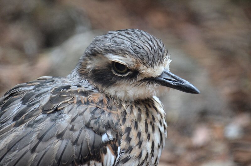 Close-up of a Bird — Brown, Calm