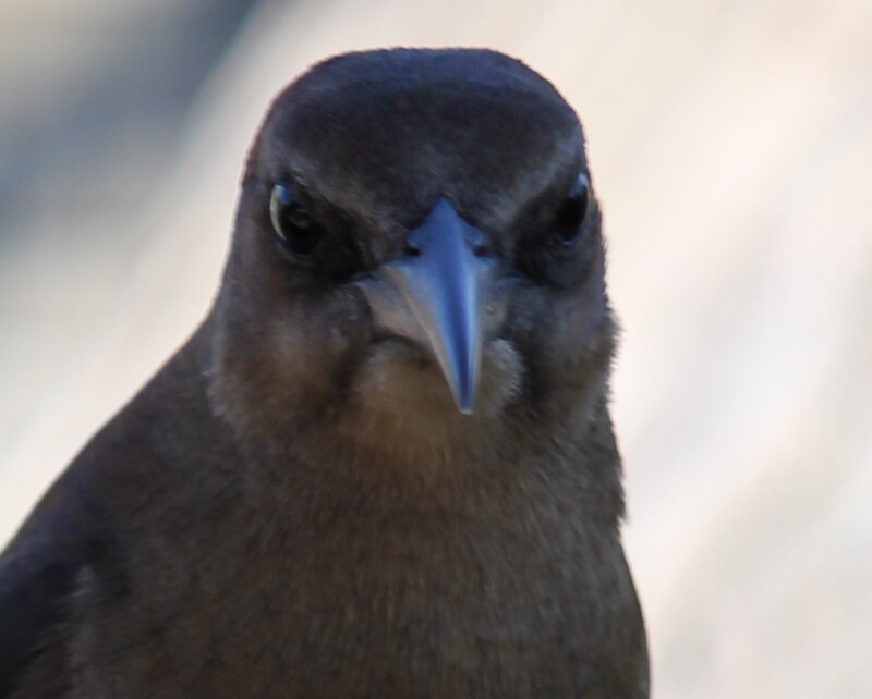 Close-up of a Bird — Brown, Neutral
