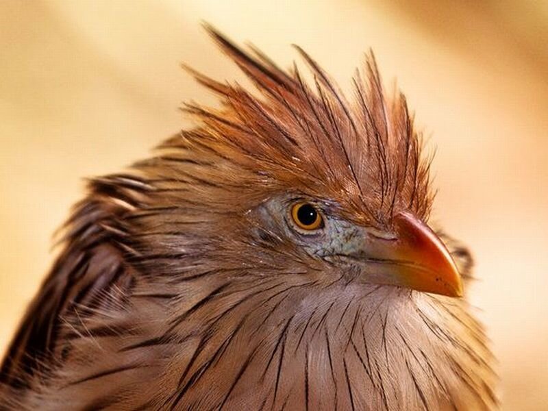 Close-up of a Bird — Brown