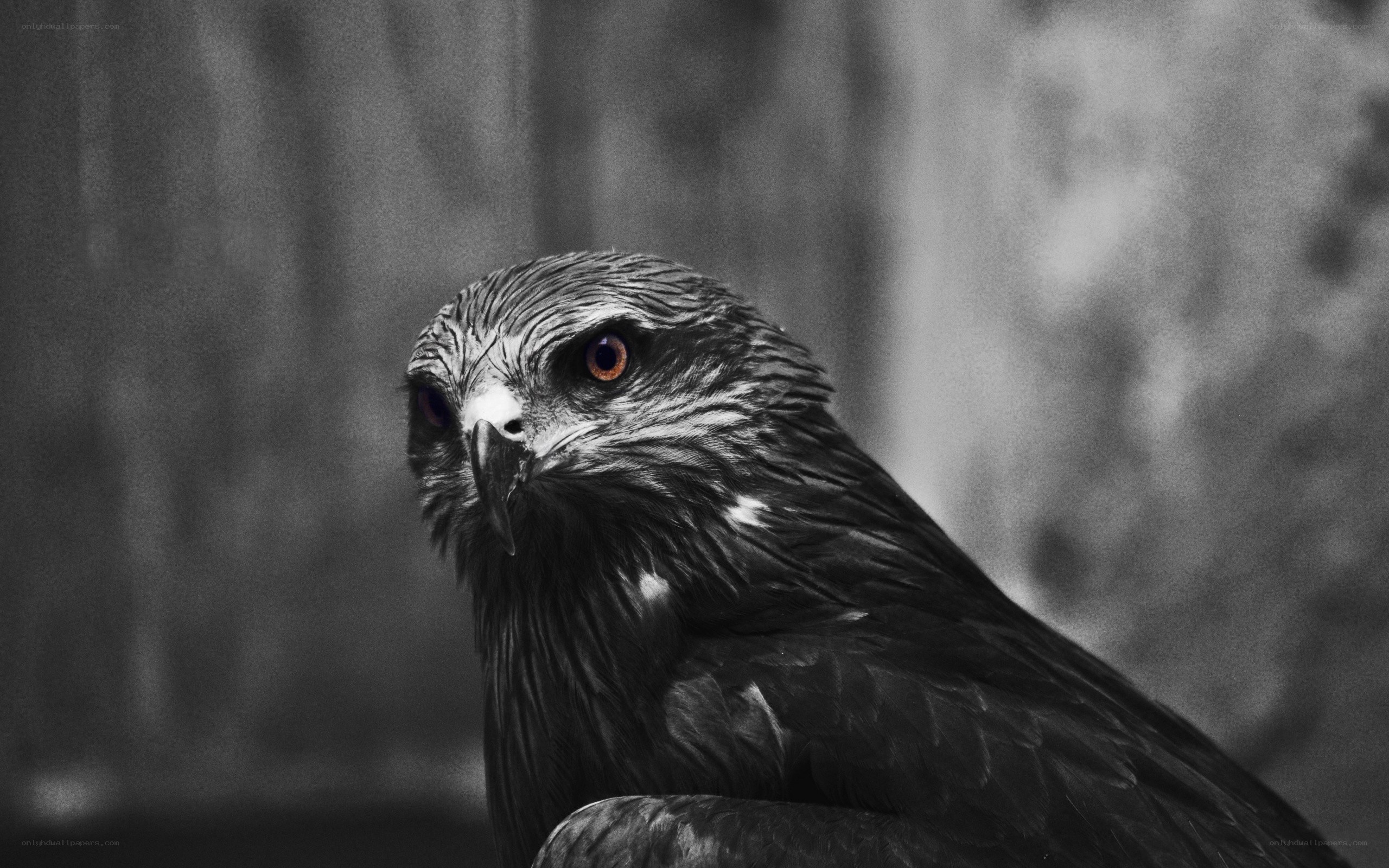 close-up of a bird of prey