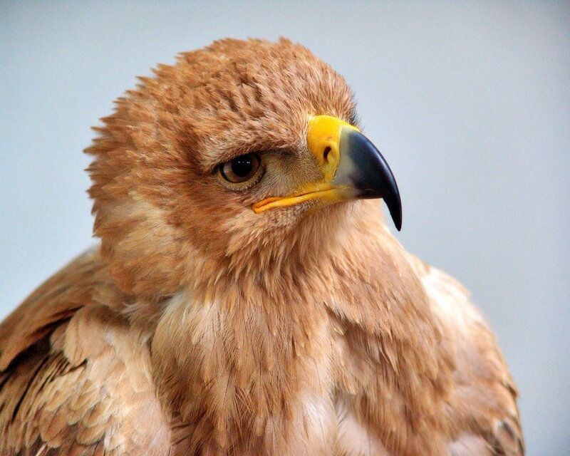 close-up of a bird of prey
