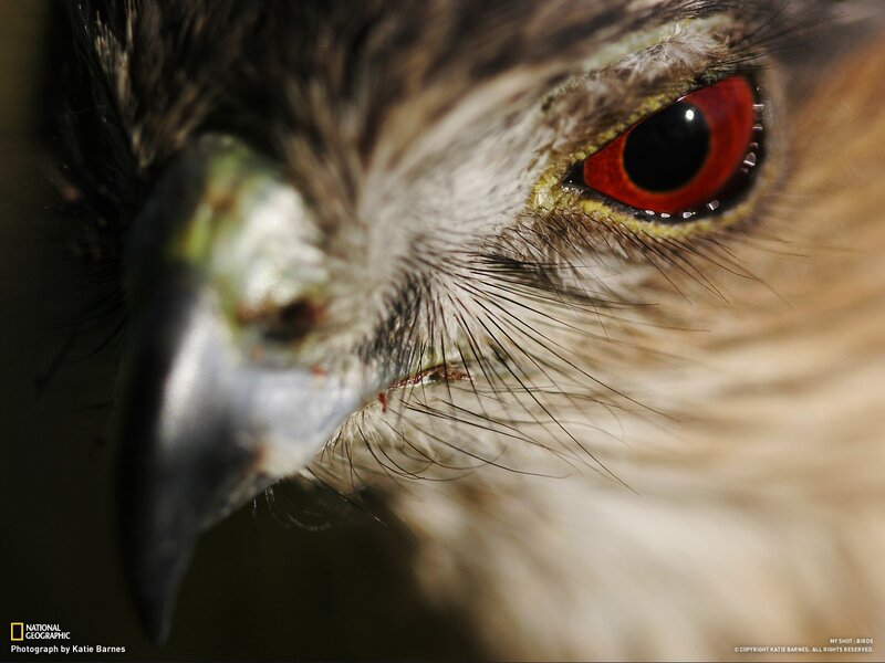 Close-up of a bird's eye