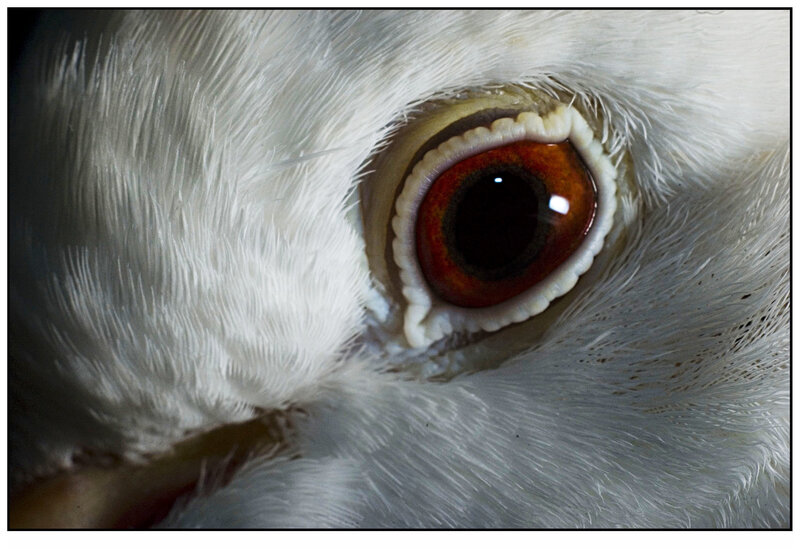close-up of a bird's eye
