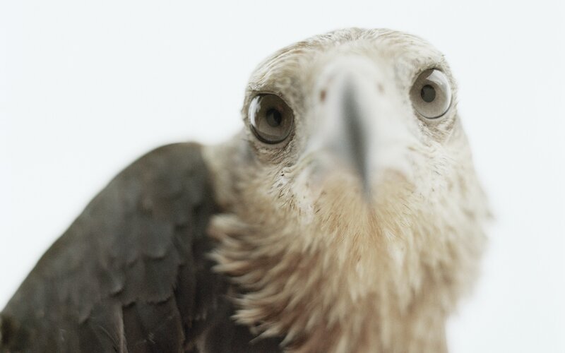 close-up of a bird's face