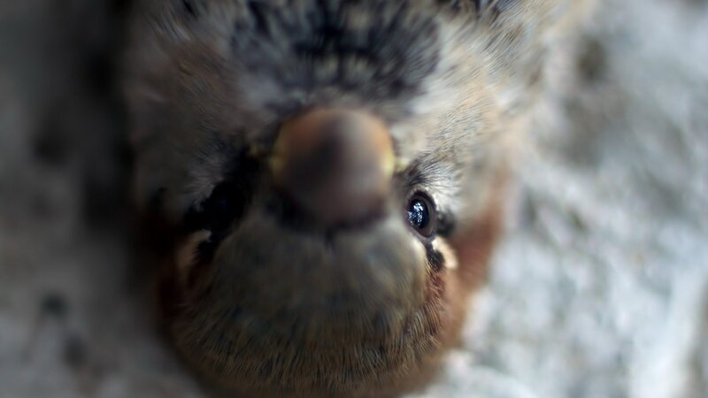 close-up of a bird's face