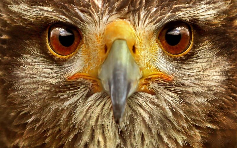 close-up of a bird's face