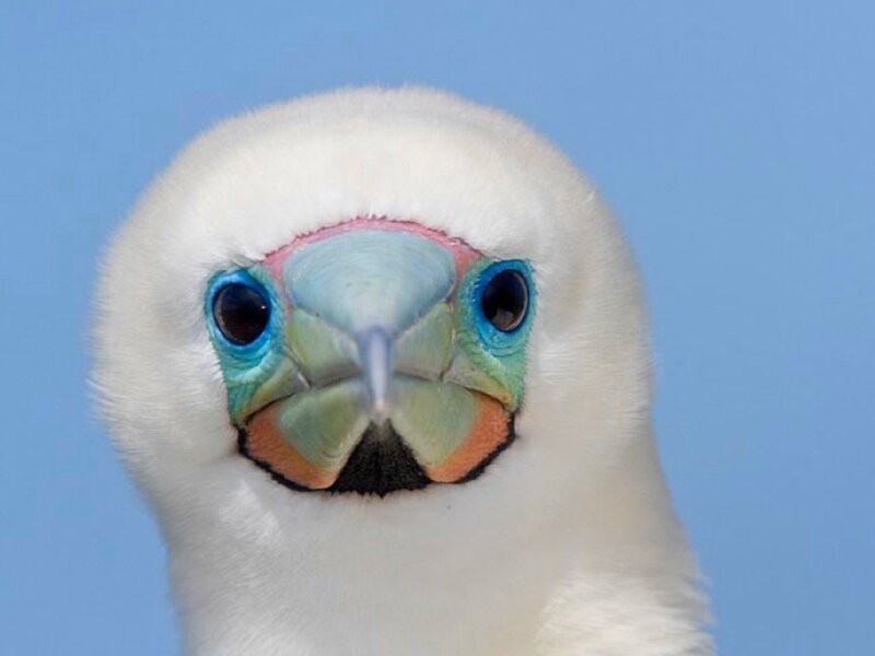 Close-up of a Bird's Face — White