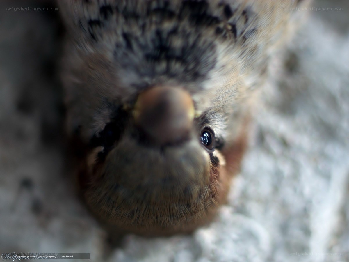 close-up of a bird's face