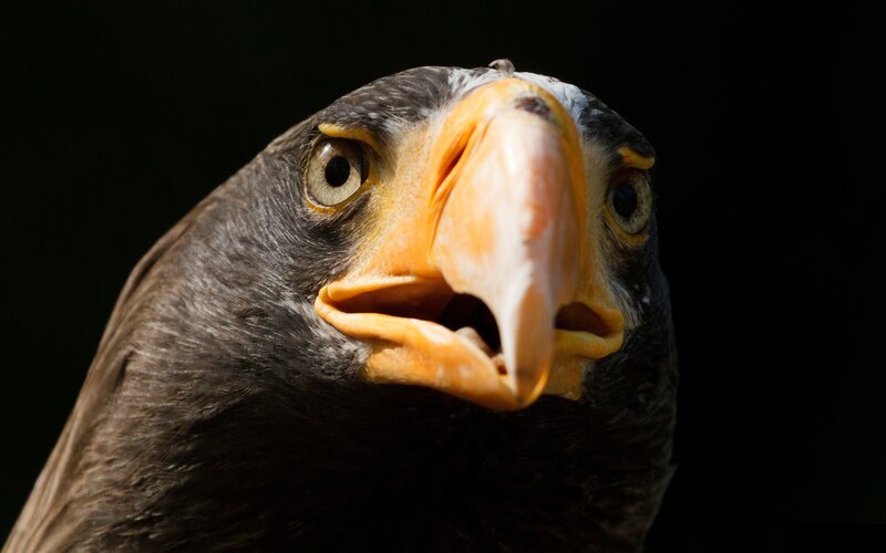 close-up of a bird's head