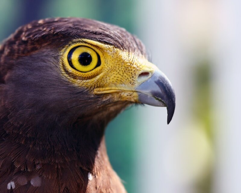 close-up of a bird's head