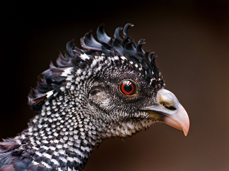 close-up of a bird's head