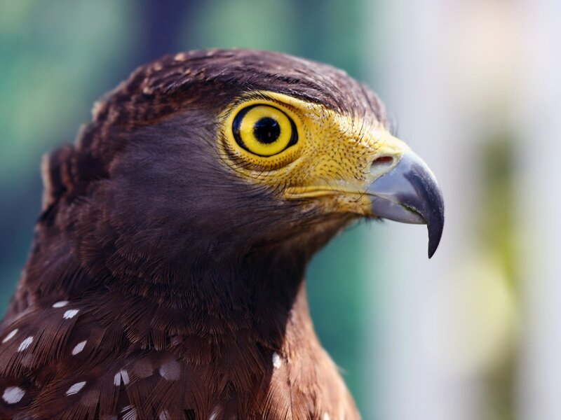 close-up of a bird's head