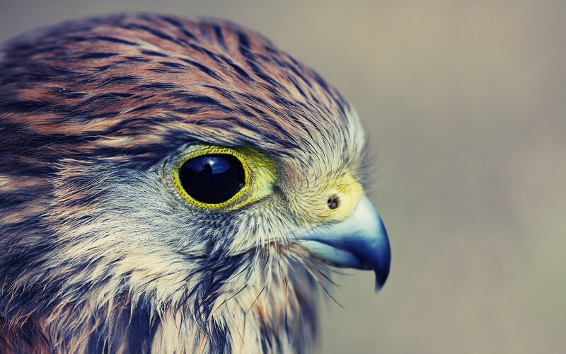 close-up of a bird's head