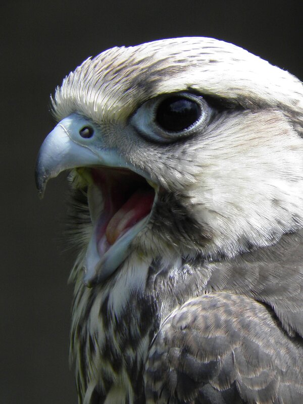 close-up of a bird's head