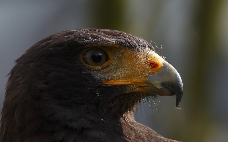 close-up of a bird's head