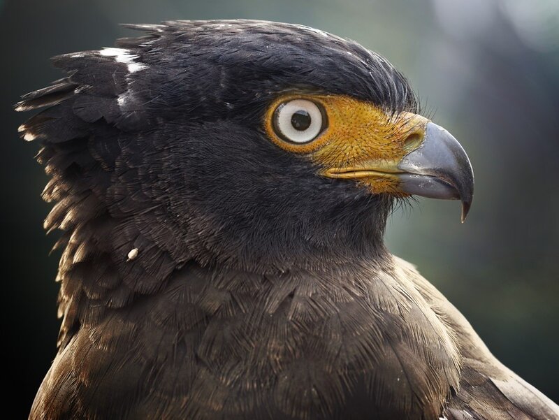 close-up of a bird's head