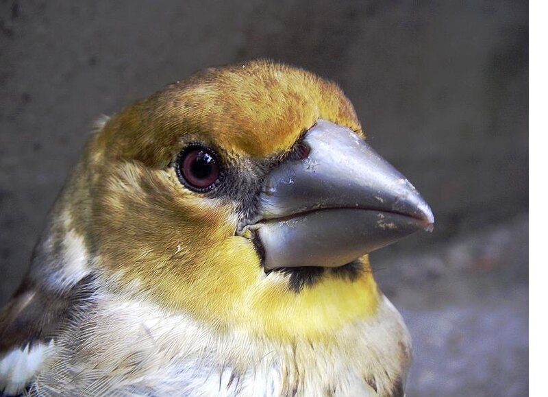 close-up of a bird's head