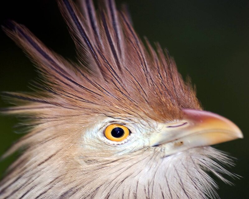 close-up of a bird's head