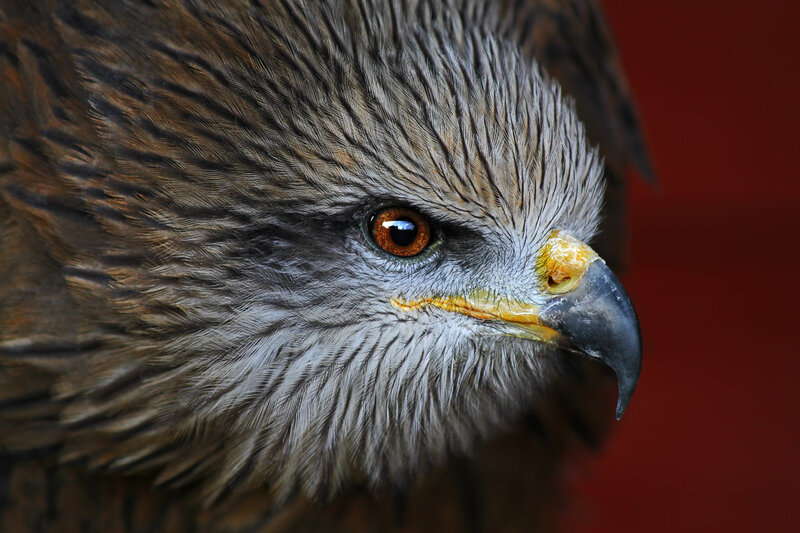 Close-up of a bird's head