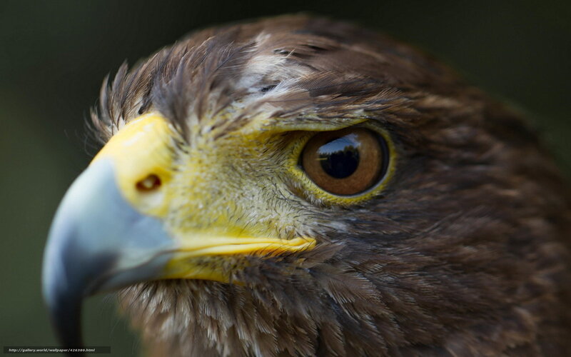 close-up of a bird's head