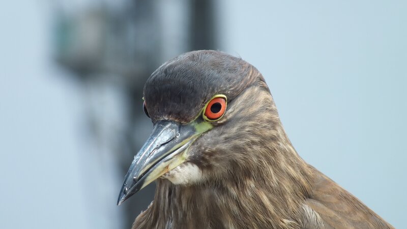 close-up of a bird's head