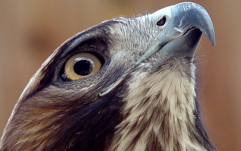 close-up of a bird's head